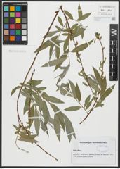 Foto von Salix alba L.